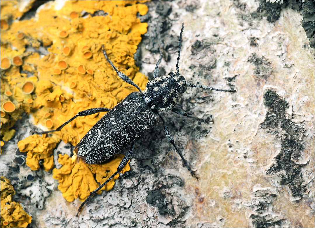 Xylotrechus rusticus - жук Клит осиновый.