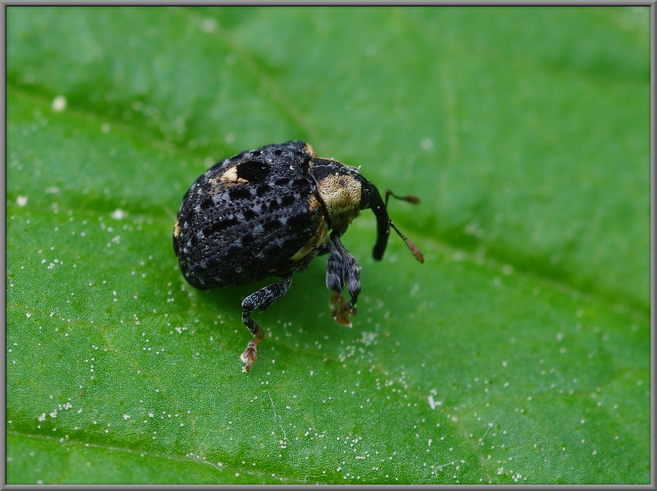 Cionus tuberculatus