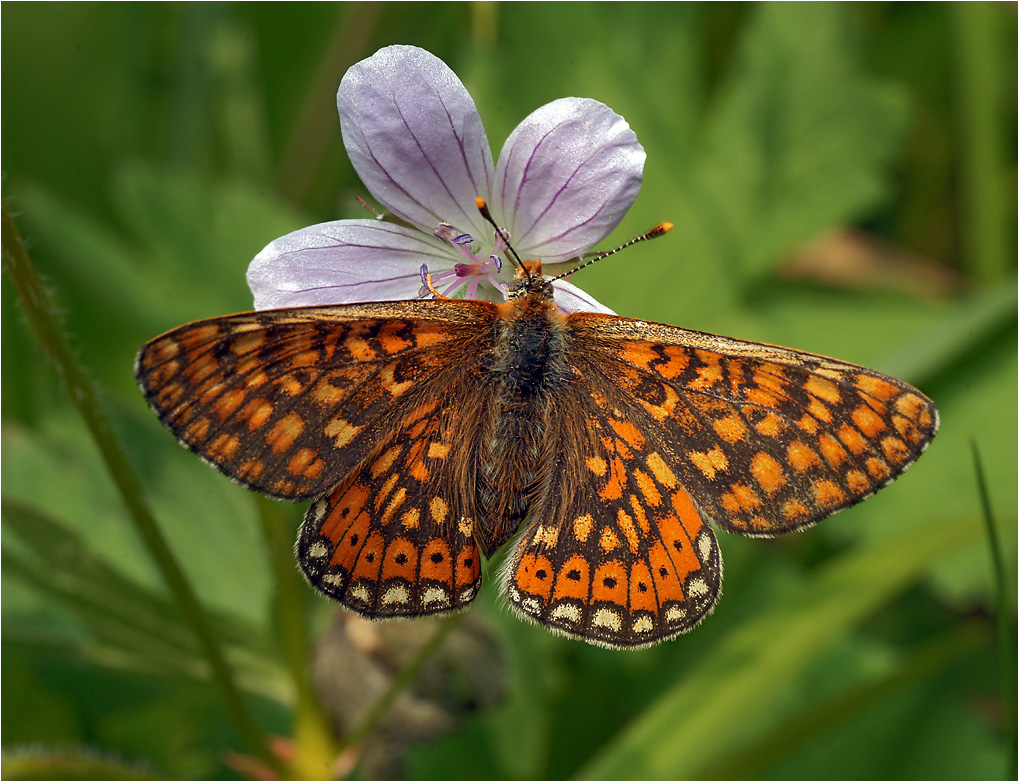 Euphydryas aurinia - Шашечница авриния.