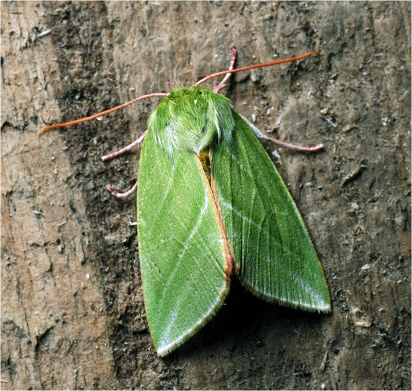 Pseudoips prasinana - Челночница буковая