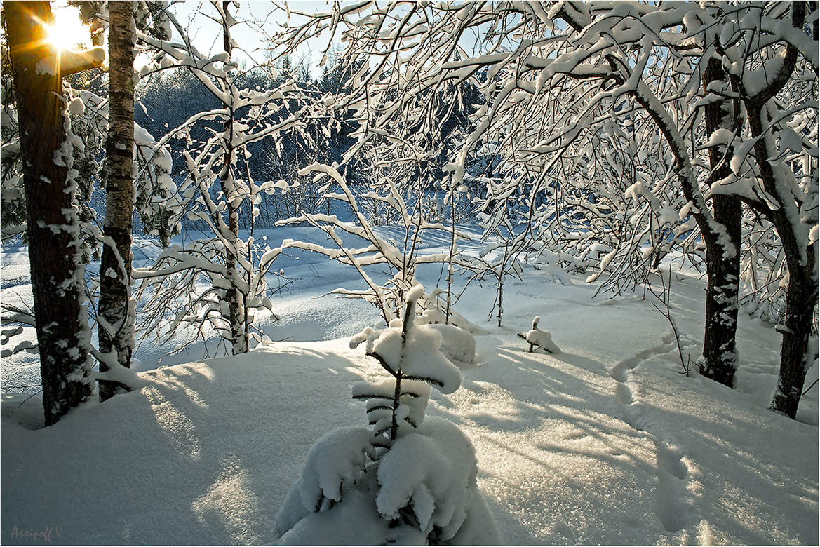 Солнечный луч