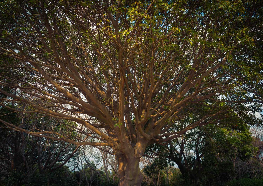 Ficus microcarpa