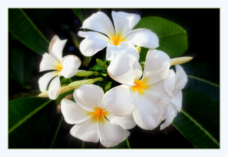 Plumeria