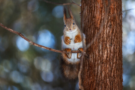 squirrel on a branch