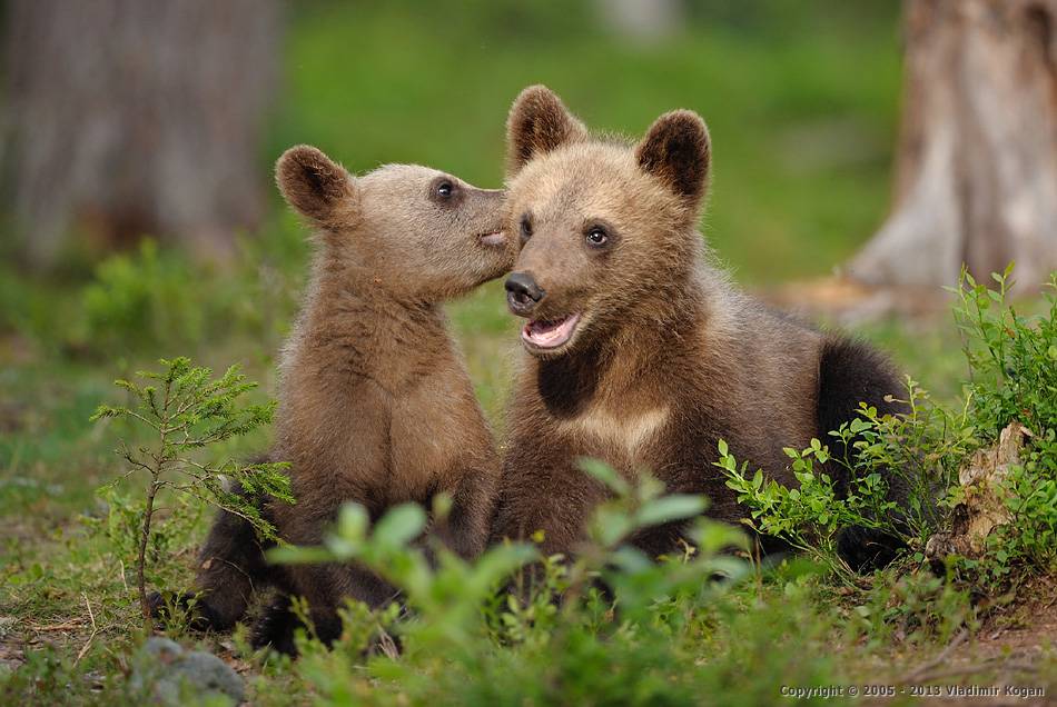 Portrait of playing Brown bear cubs