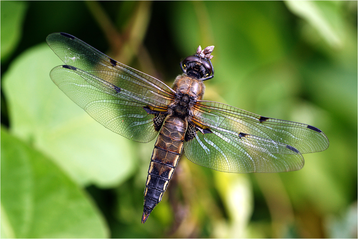 Libellula fulva - Стрекоза рыжая.