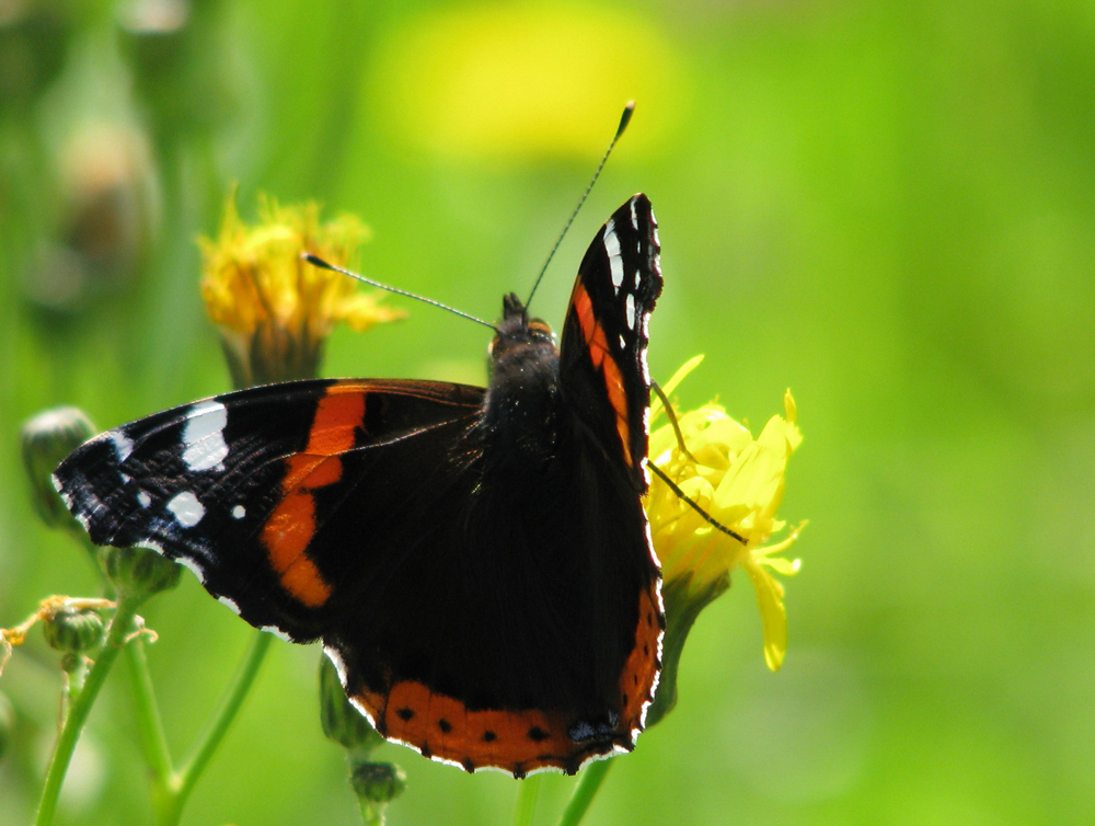 Адмирал (Vanessa atalanta)