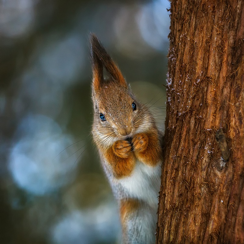 squirrel