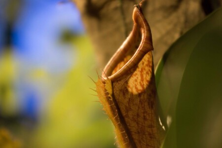 Nepenthes