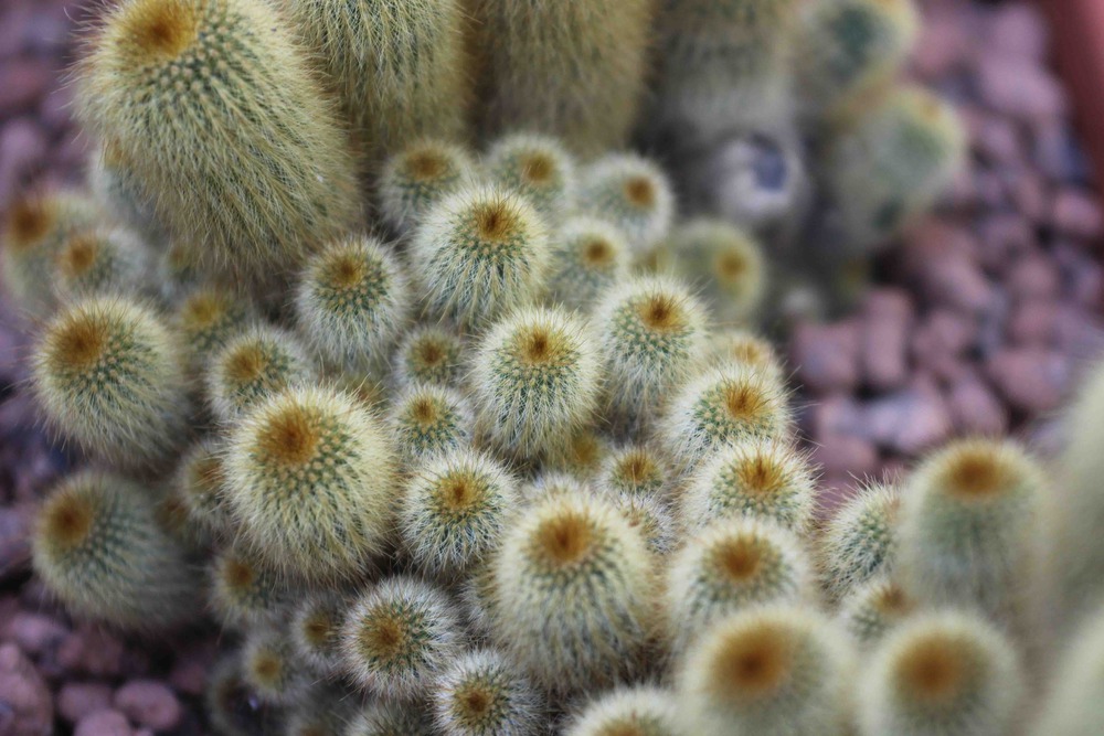 Parodia (Ericactus) leninghausii (Cactaceae)