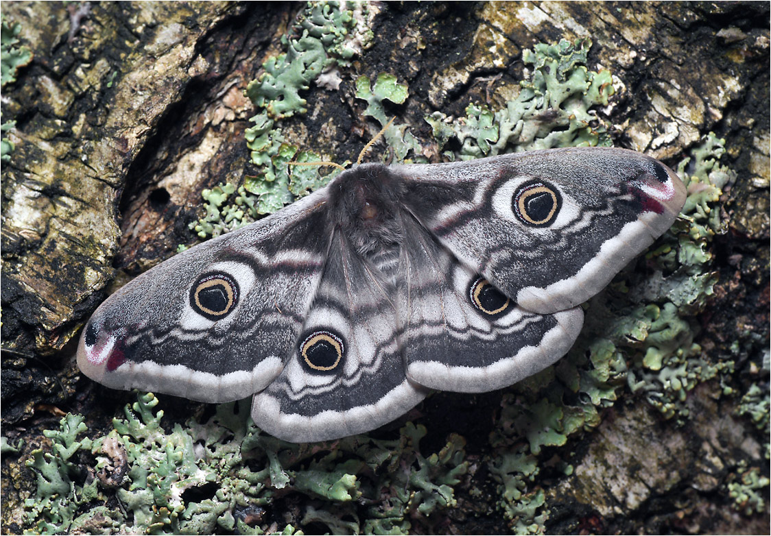 Saturnia pavonia - Павлиноглазка малая.