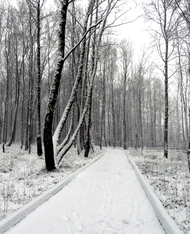 в зимнем парке