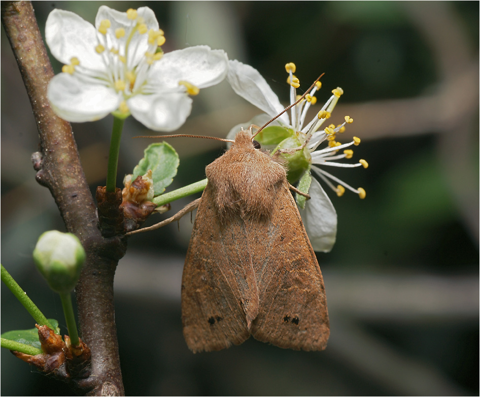 Orthosia munda - Совка ранняя рыжеватая.