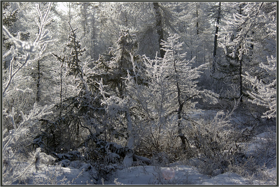 Серебряные дебри