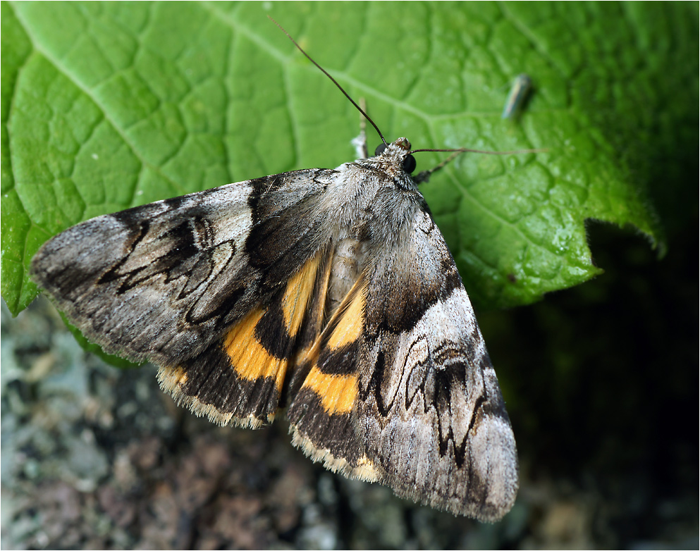 Catocala fulminea - Орденская лента желтая.