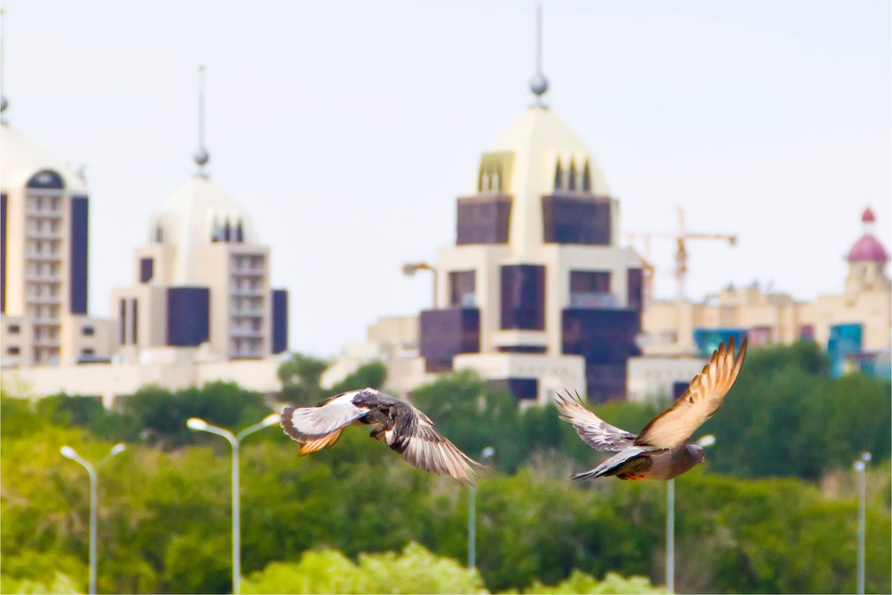 городские птицы