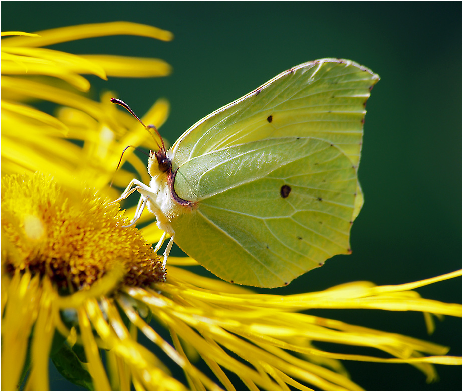 Gonepteryx rhamni - Лимонница обыкновенная.