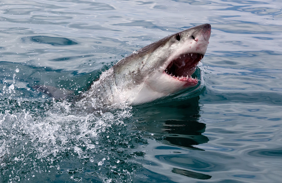 great white shark