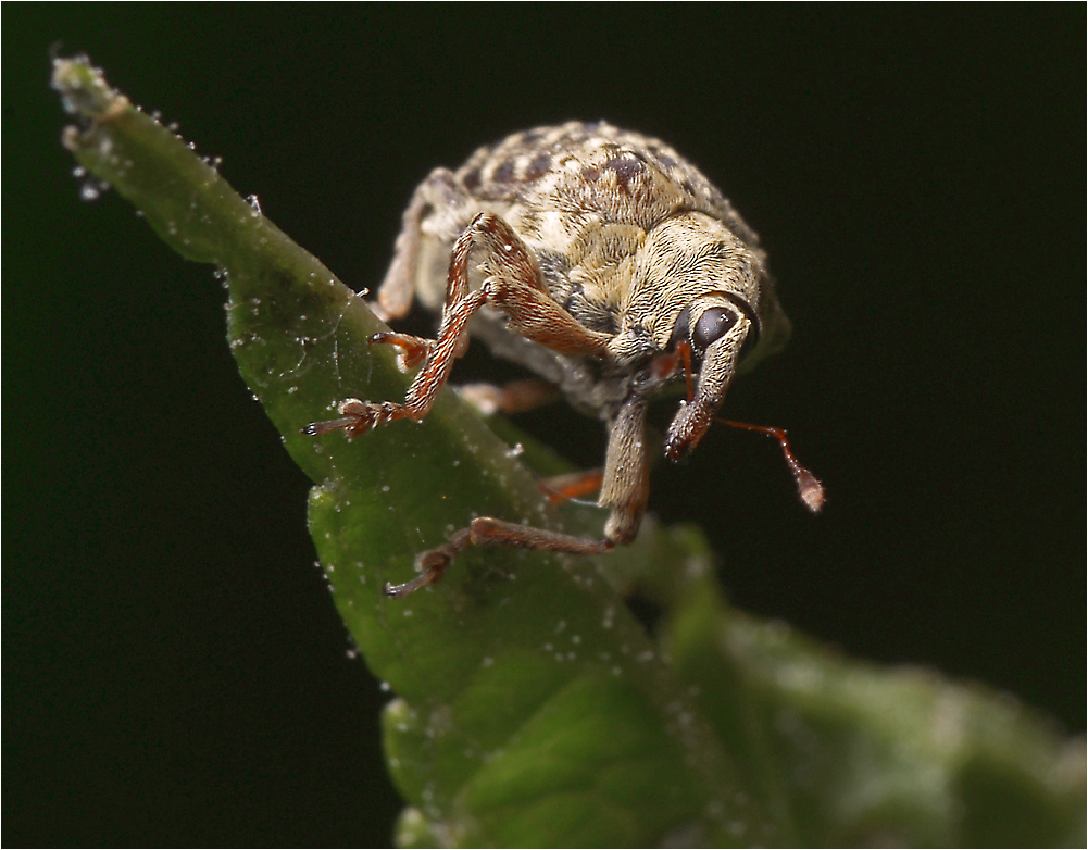 Cionus scrophulariae - Цион норичниковый