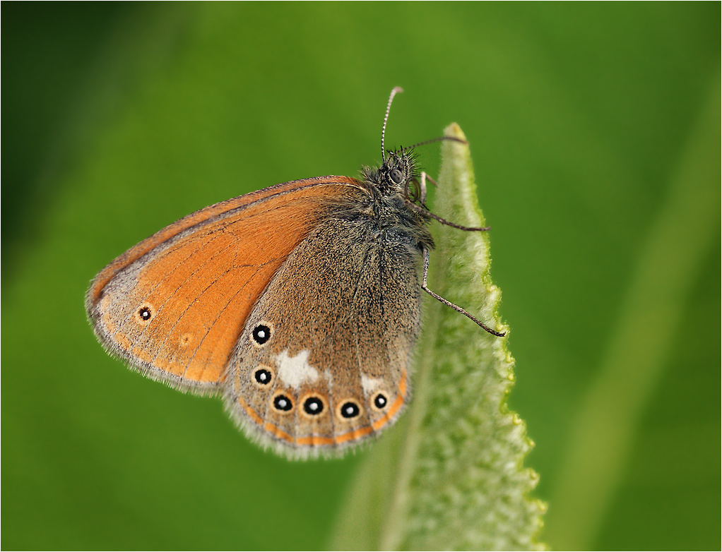 Coenonympha glycerion - Сенница глицерион.