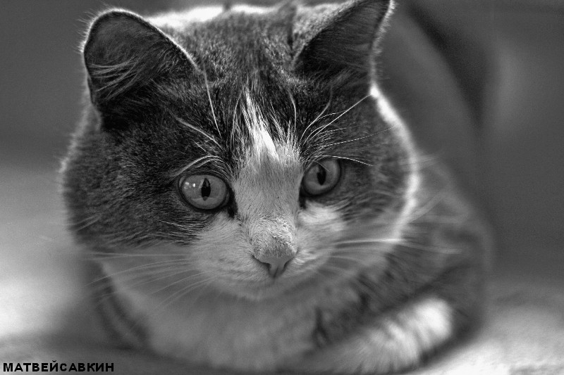 Cat B&amp;W