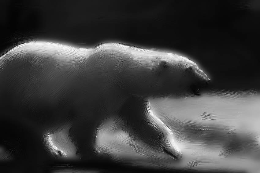 Polar bear