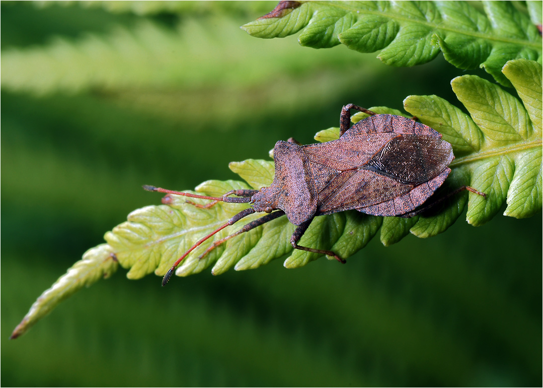 Coreus marginatus - Клоп щавельный.