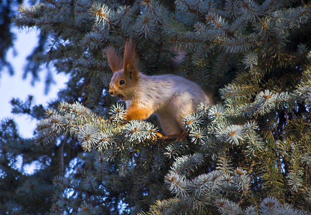 Белочка