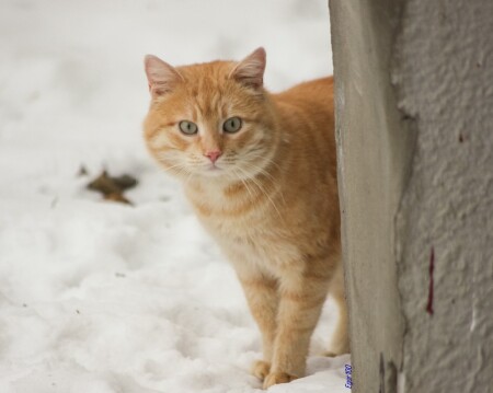 Теплый рыжий кот