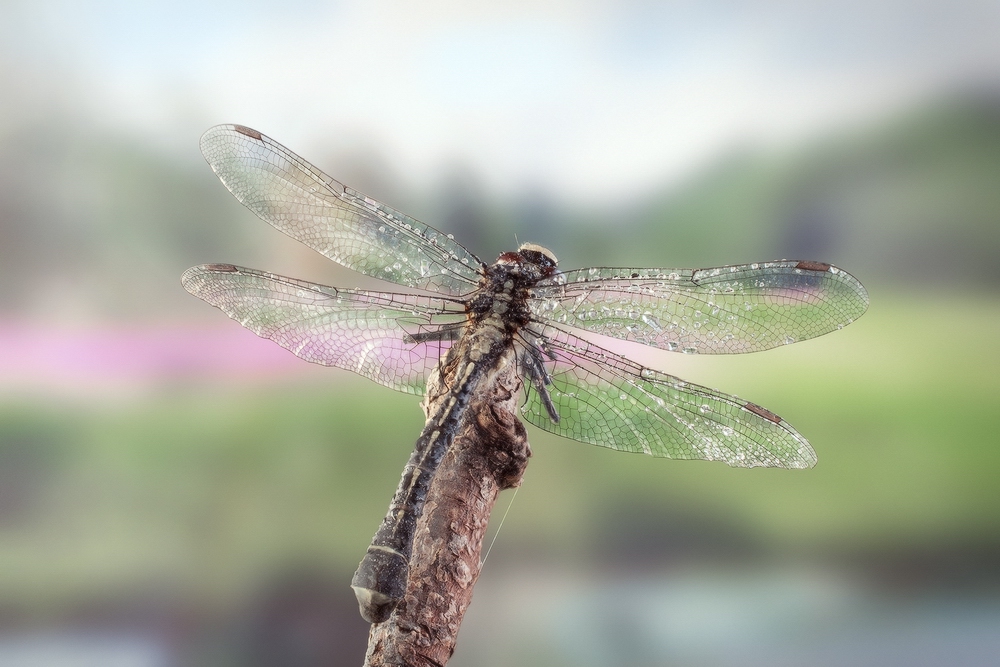 Стрекоза обыкновенная(Sympetrum vulgatum)