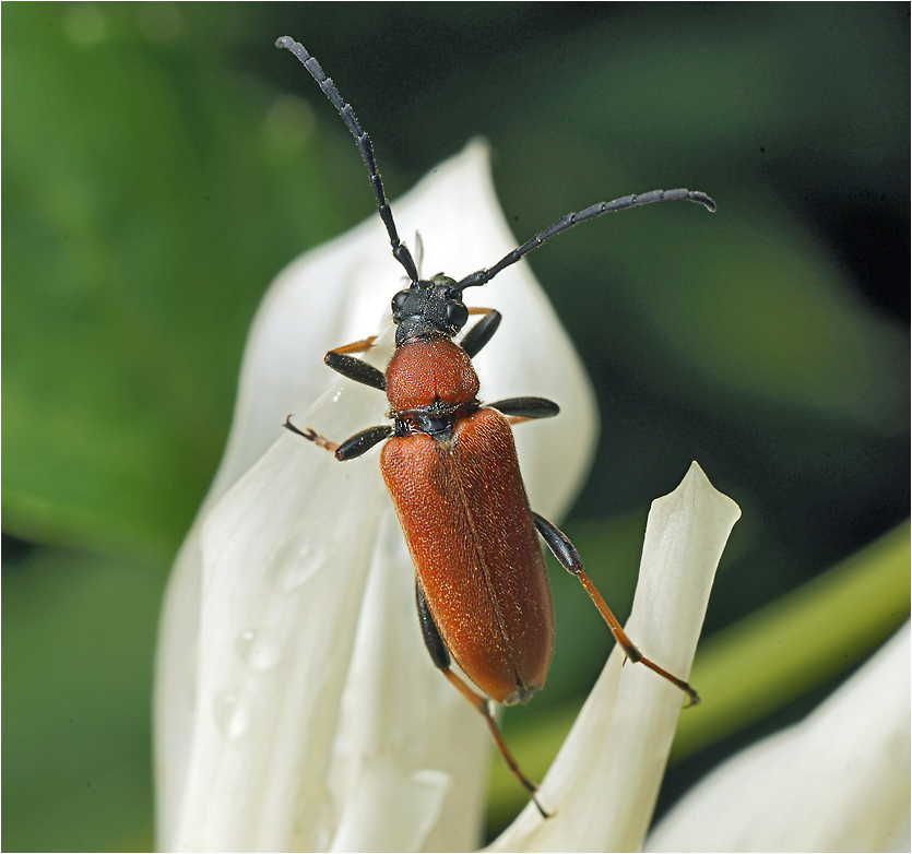 Stictoleptura rubra - Лептура красная.