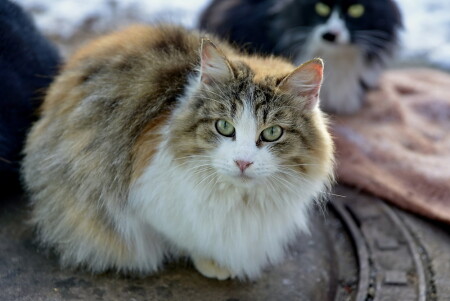 Уличные кошки