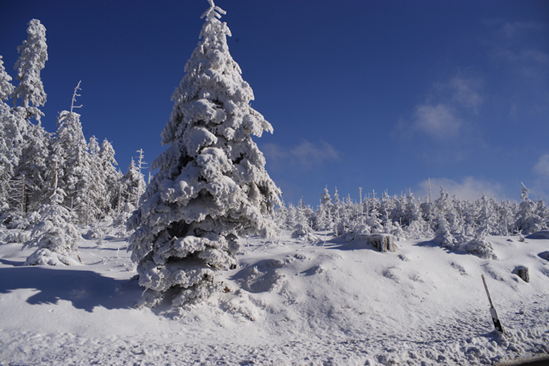 Schwarzwald