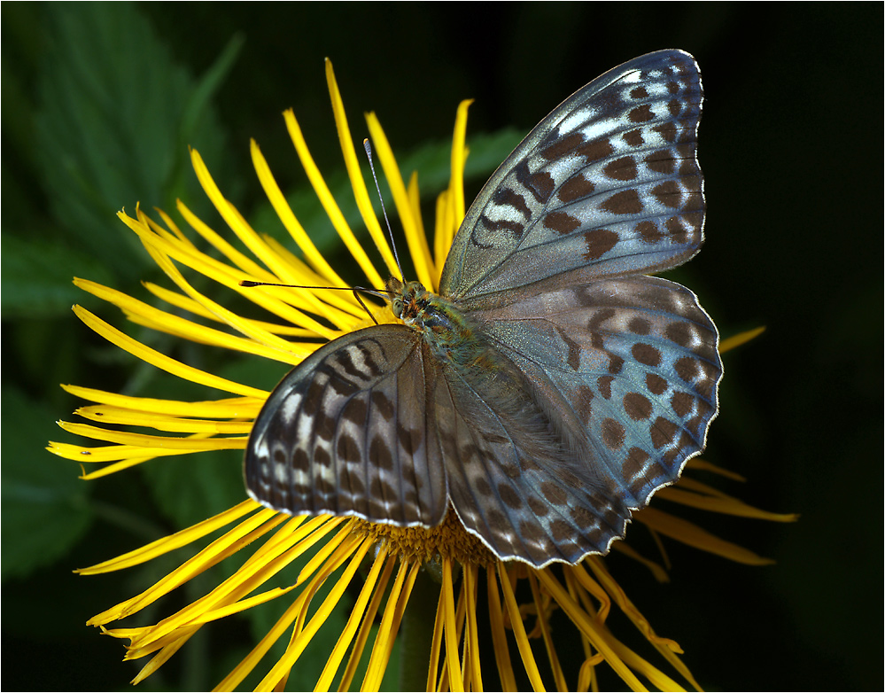 Argynnis paphia - Перламутровка лесная большая.