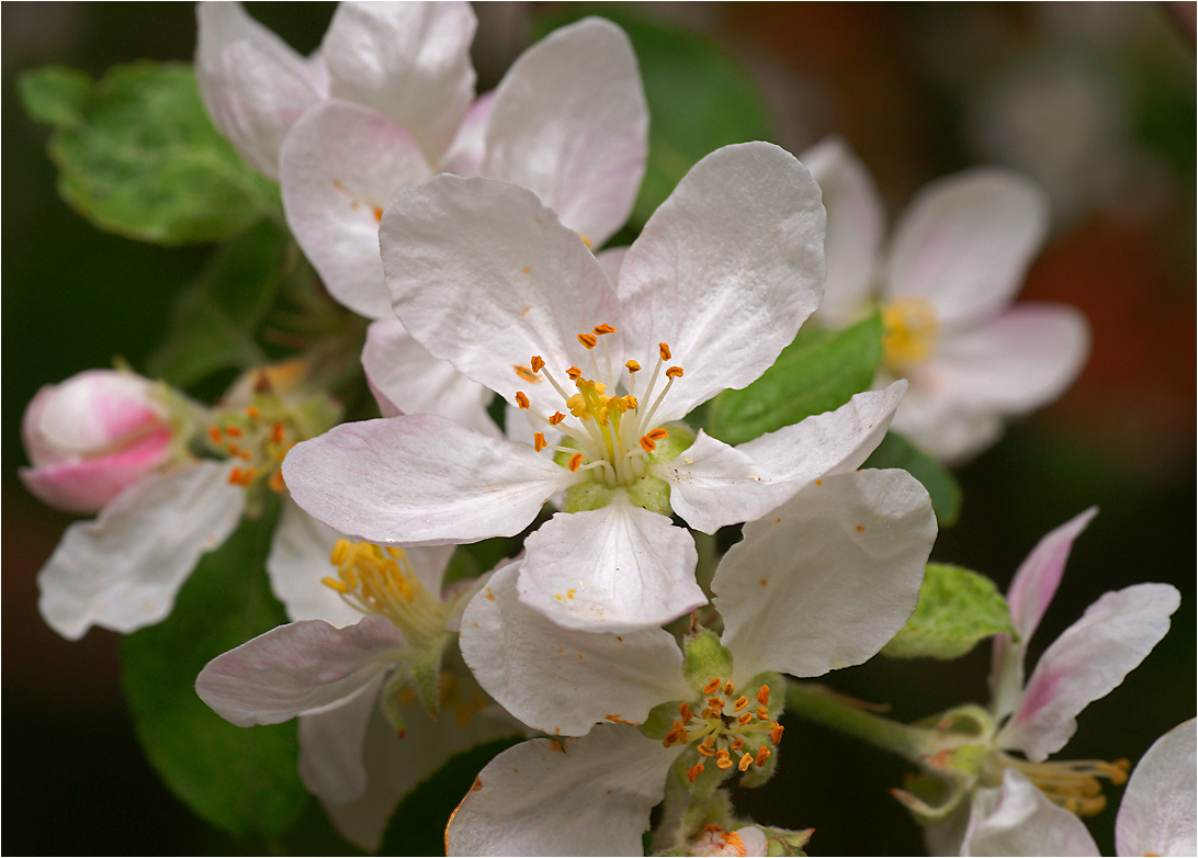 Malus domestica - Яблоня домашняя.