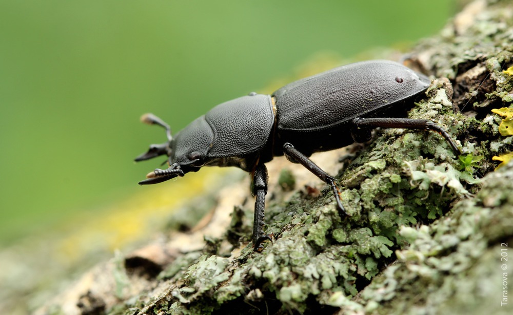 Dorcus parallelopipedus