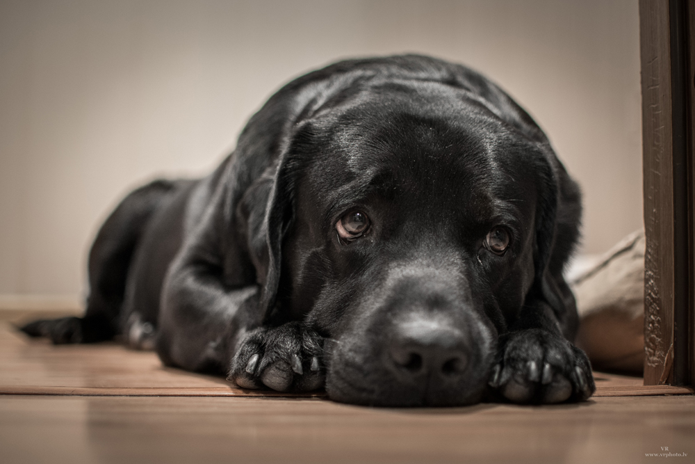 Lonely labrador