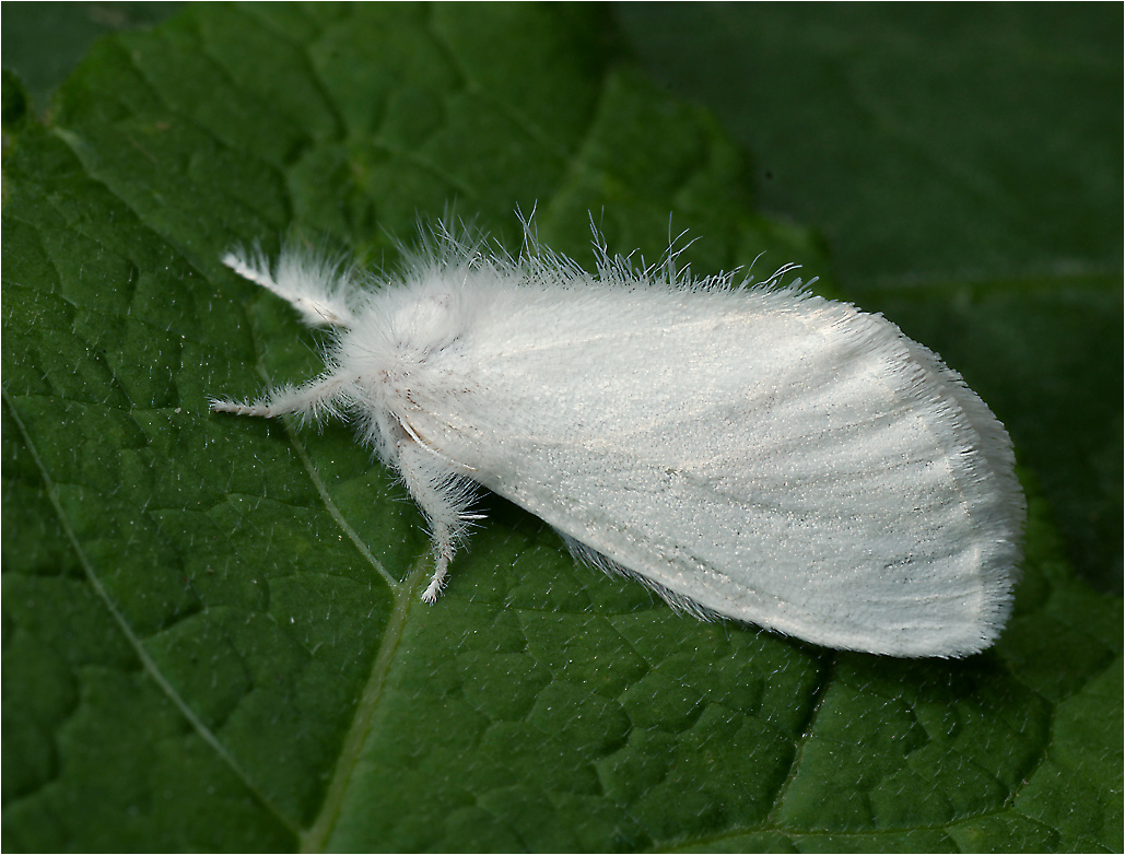 Euproctis similis - Желтогузка .