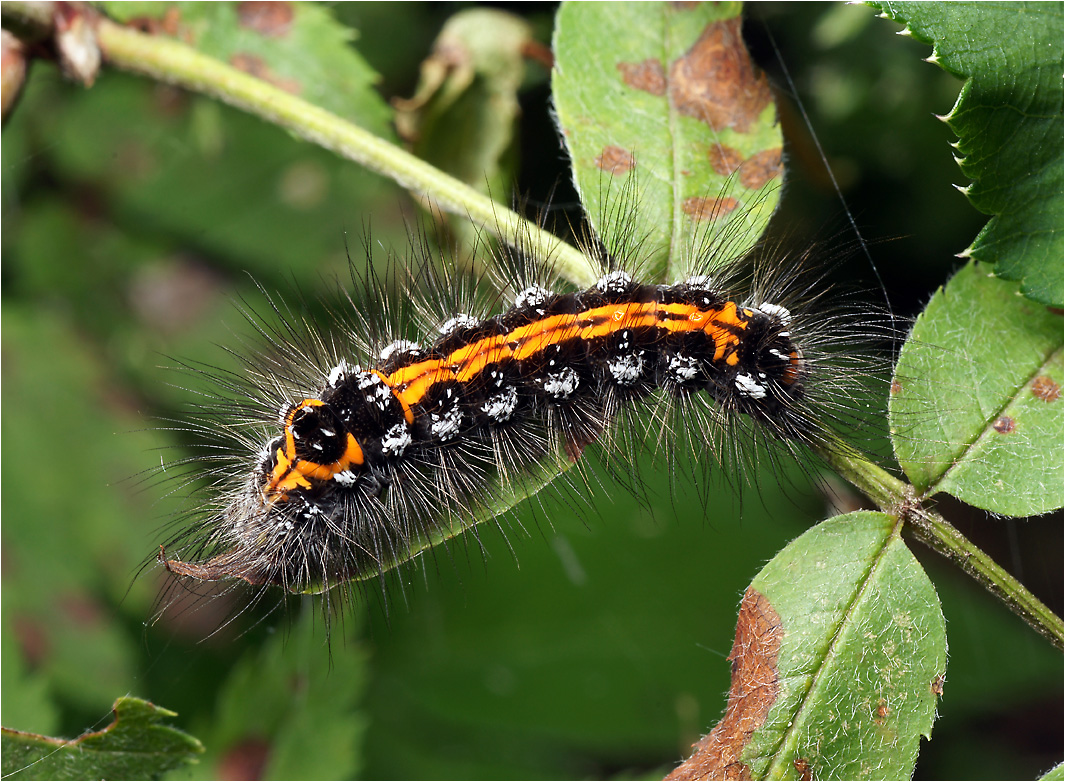 Euproctis similis - Желтогузка.