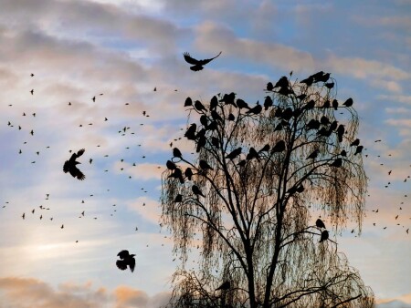 Black Birds