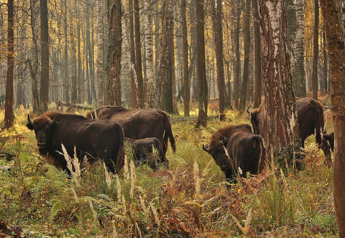 Зубры.