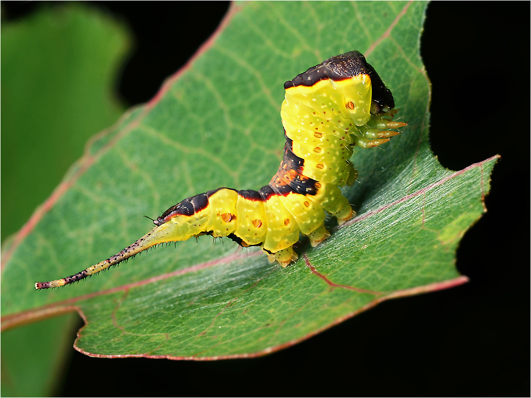 Furcula bicuspis - Гарпия березовая.