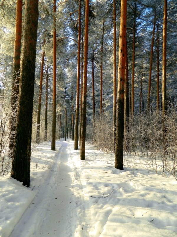 В сосновом бору