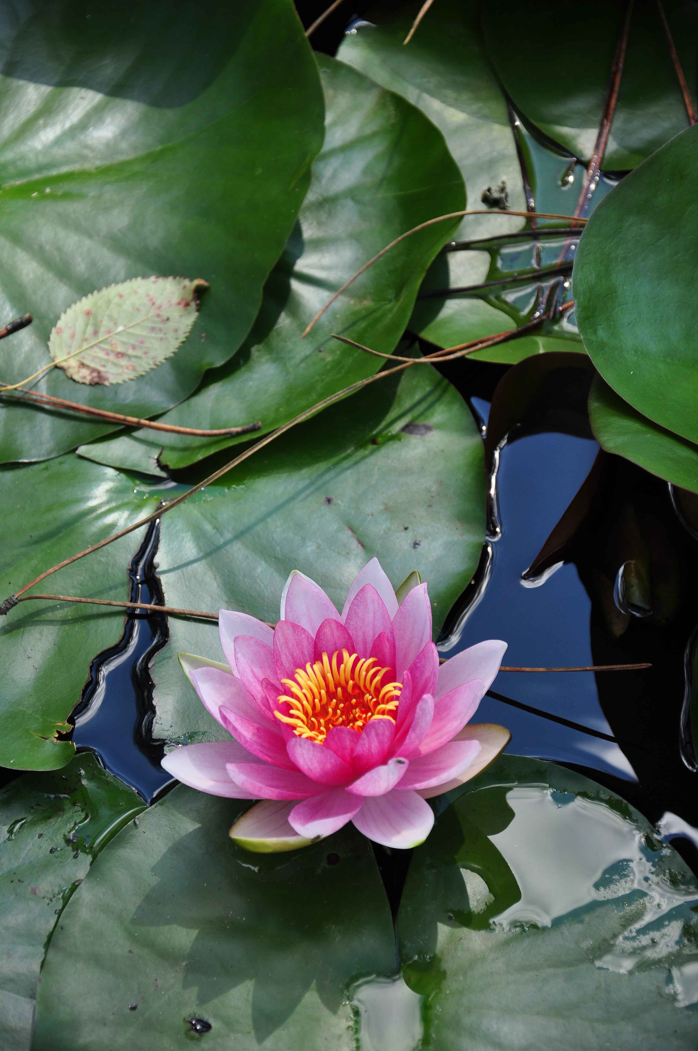 Lotus