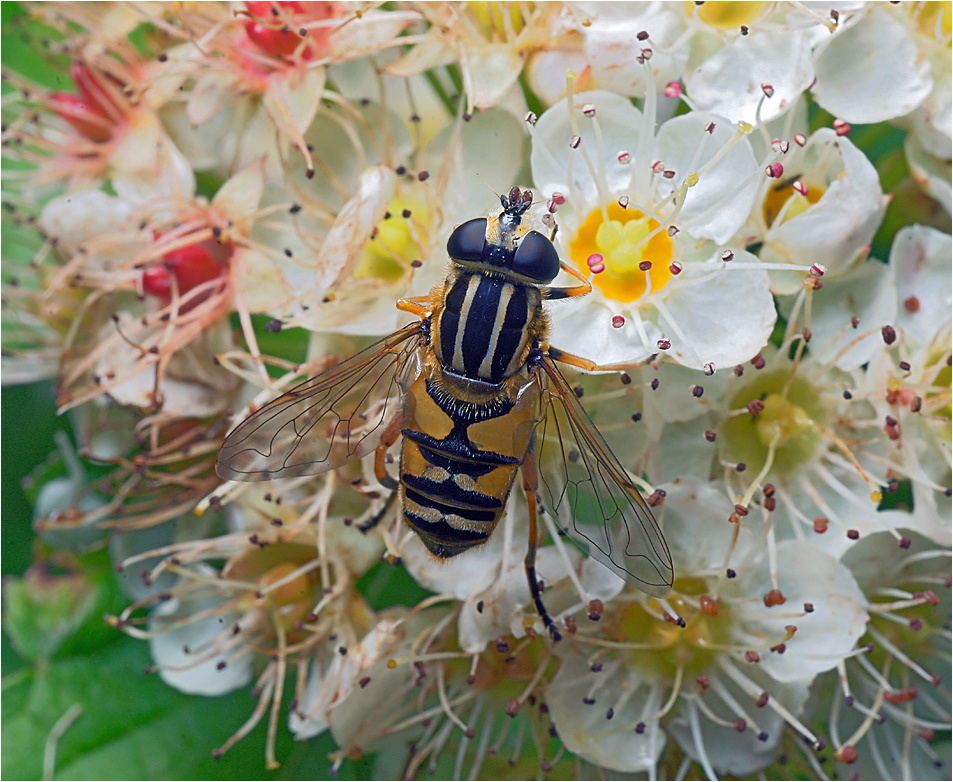 Helophilus pendulus - Журчалка Ильница пижамная