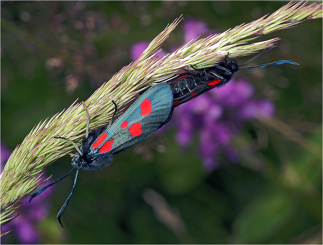 Zygaena lonicerae - Пестрянка луговая, или жимолостевая.