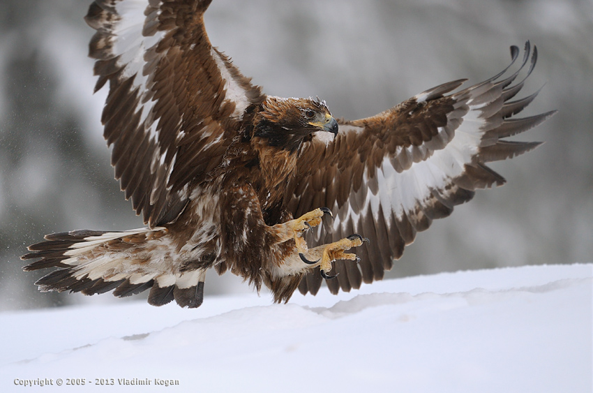 Golden Eagle