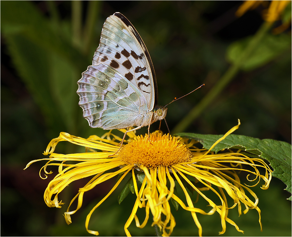 Argynnis paphia - Перламутровка лесная большая.