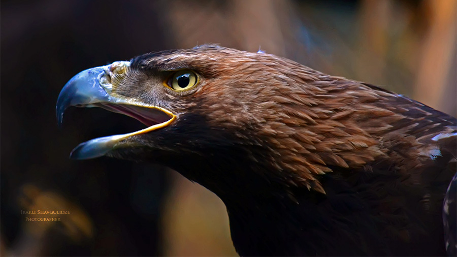 Golden Eagle