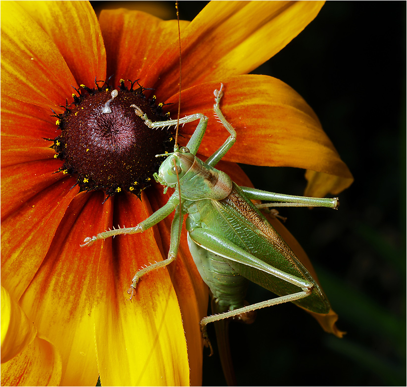 Tettigonia cantans - Певчий кузнечик.